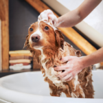best shampoo for dogs