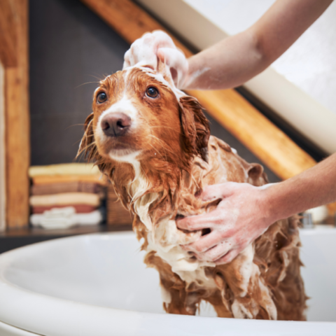 best shampoo for dogs
