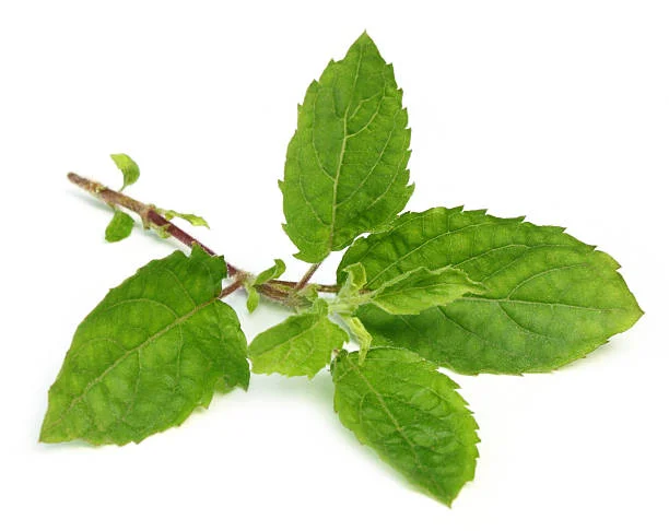 Tulsi leaves