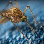 how to keep away mosquitoes