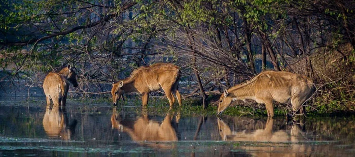 Damdama Lake, Haryana