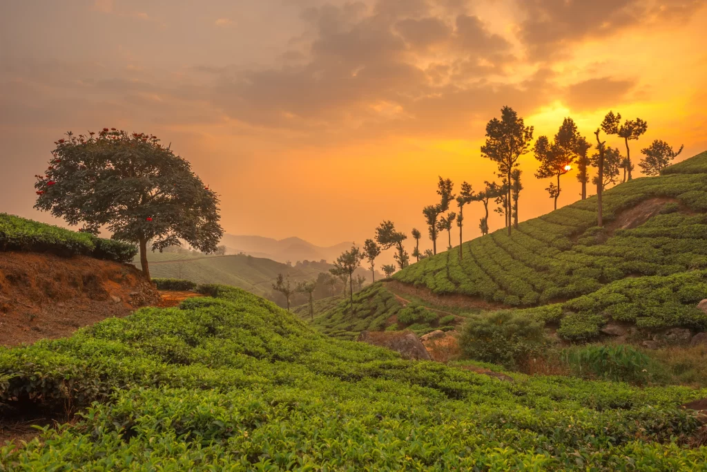 Munnar, Kerala